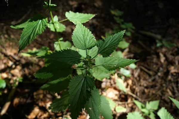 刺鼻的荨麻在德国几乎处处可见 是毛毛虫和蝴蝶的重要植物 — 图库照片