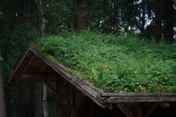 Çatı Yosun Diğer Bitkilerle Kaplanmış — Stok fotoğraf