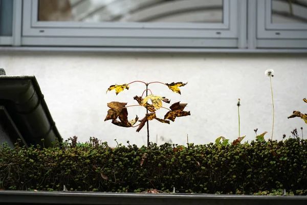 Roofing Overgrown Moss Other Plants — Stock Photo, Image