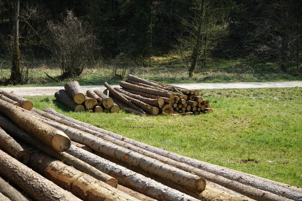 Árvores Recém Derrubadas Armazenadas Floresta Para Secar Aguardam Processamento Adicional — Fotografia de Stock