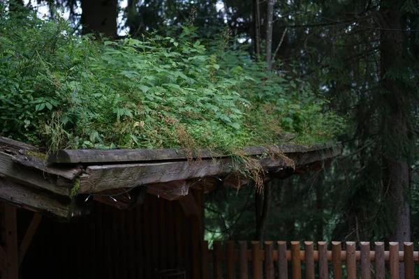 苔や他の植物では屋根が生い茂っています — ストック写真