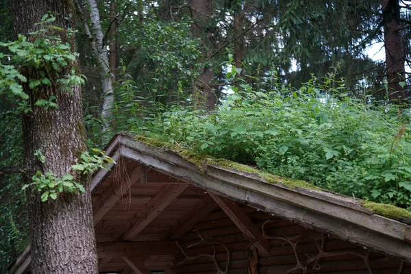 Dächer Mit Moos Und Anderen Pflanzen Überwuchert — Stockfoto