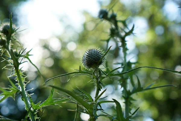 Een Distel Bloeit Onderweg Het Midden Van Het Bos Beieren — Stockfoto