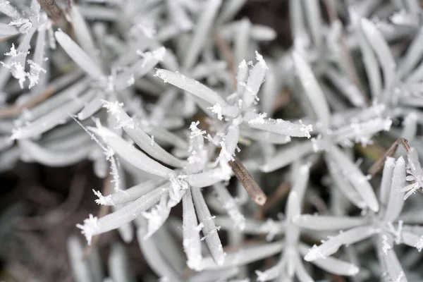 Winter Plants Bavaria Decorated Ice Crystals — Stock Photo, Image