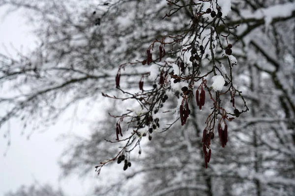 Télen Bajorországban Növényeket Jégkristályokkal Díszítik — Stock Fotó