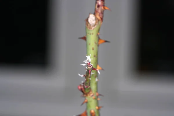 Winter Zijn Planten Beieren Versierd Met Ijskristallen — Stockfoto