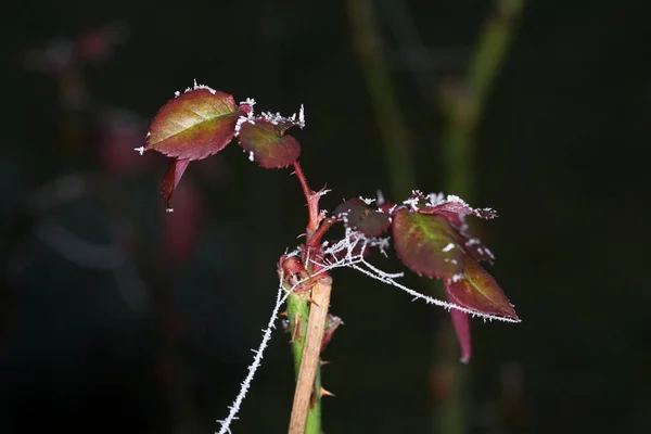 Inverno Plantas Baviera São Decoradas Com Cristais Gelo — Fotografia de Stock