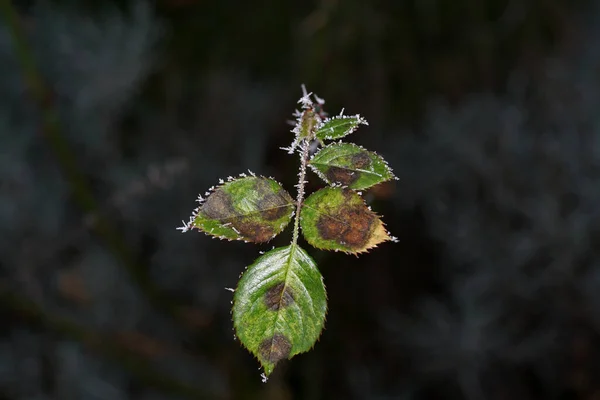 Télen Bajorországban Növényeket Jégkristályokkal Díszítik — Stock Fotó