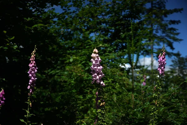 夏のバイエルンの森の中の道端のブルーベル — ストック写真