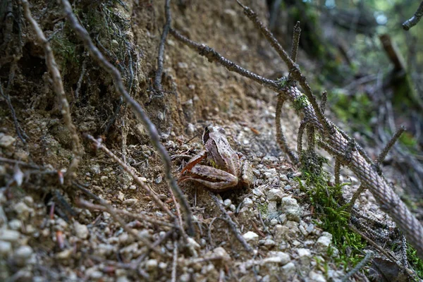 Sapo Floresta Também Chamado Sapo Gelo Vive Nas Florestas Baviera — Fotografia de Stock