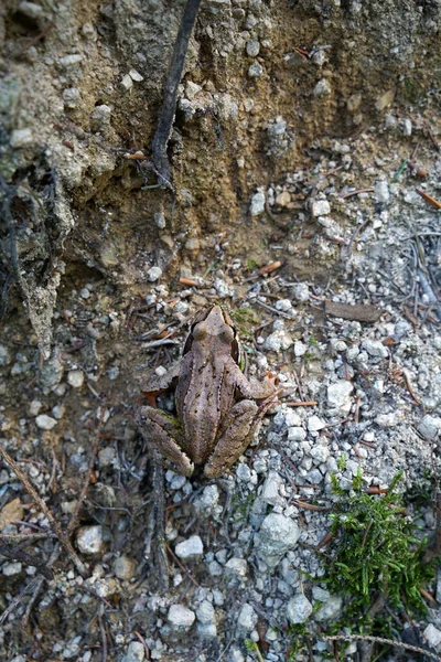 개구리라고 도불리는 개구리는 바이에른의 숲에서 — 스톡 사진