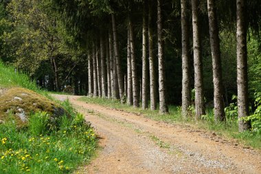 Baharda Bavyera Ormanı 'nda yürüyüş patikaları