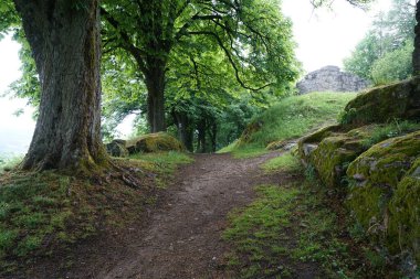 Baharda Bavyera Ormanı 'nda yürüyüş patikaları