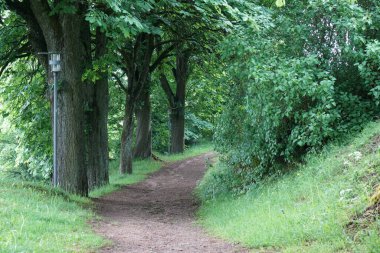 Baharda Bavyera Ormanı 'nda yürüyüş patikaları