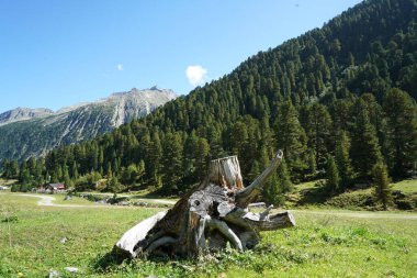 Baharda Bavyera Ormanı 'nda yürüyüş patikaları