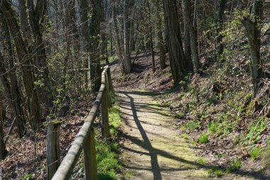 Baharda Bavyera Ormanı 'nda yürüyüş patikaları