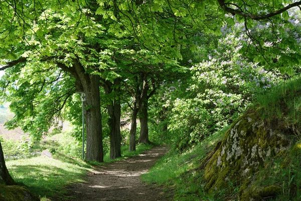 Turistická Stezka Bavorském Lese Jaře — Stock fotografie