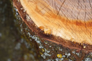 Ağaç reçinesi taze kesilmiş bir ağaçta makroyu gün ışığında objektif bir şekilde fotoğraflamış.