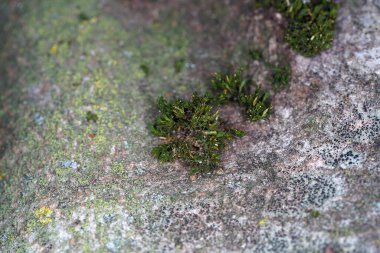 Ağaçlarda yetişen ağaç mantarları makro amaçla fotoğraflandı