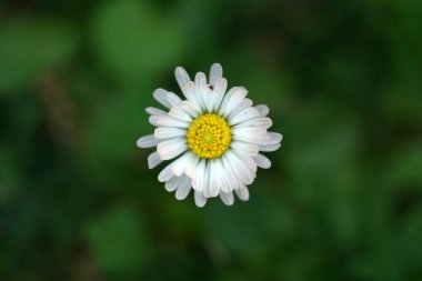 Bavyera 'daki ev bahçesinde çekilmiş sarı çiçek.