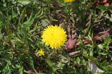 Bavyera 'daki ev bahçesinde çekilmiş sarı çiçek.