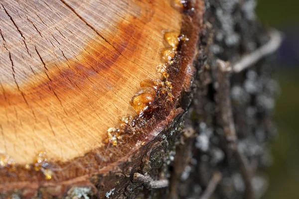 Resina Árbol Árbol Recién Cortado Con Macro Fotografiada Objetivamente Luz — Foto de Stock