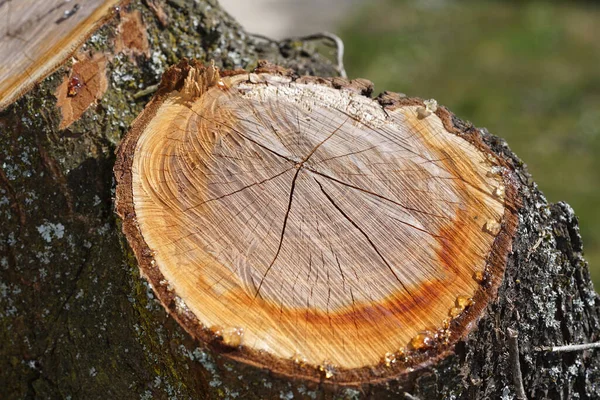 Resina Árvore Uma Árvore Recém Cortada Com Macro Fotografada Objetivamente — Fotografia de Stock