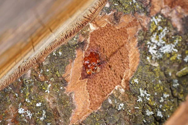 Resina Árvore Uma Árvore Recém Cortada Com Macro Fotografada Objetivamente — Fotografia de Stock