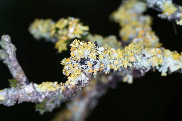 Tree Fungi Growing Trees Photographed Macro Objective — Stock Photo, Image