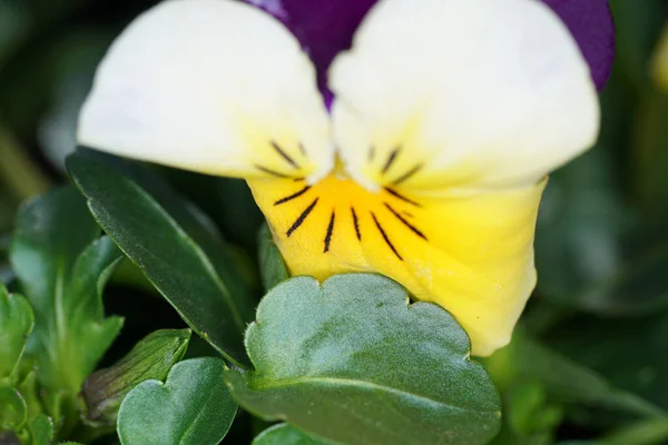 Yellow flower photographed in the home garden in Bavaria