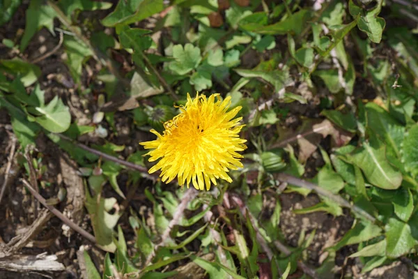 Κίτρινο Λουλούδι Φωτογραφήθηκε Στον Κήπο Στο Σπίτι Στη Βαυαρία — Φωτογραφία Αρχείου