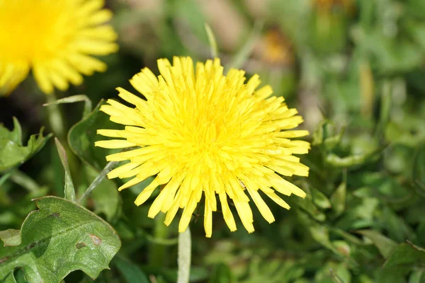 Sárga Virág Fényképezett Hazai Kertben Bajorországban — Stock Fotó