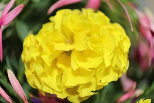 Yellow Flower Photographed Home Garden Bavaria — Stock Photo, Image