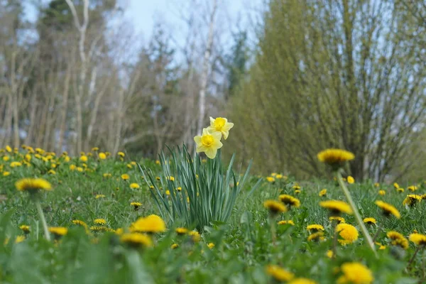 バイエルンの自宅の庭で撮影した黄色の花 — ストック写真