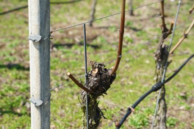 Üzümler asmaların meyve tezgahlarıdır, özellikle de soylu sarmaşıkların.