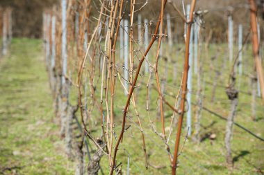 Üzümler asmaların meyve tezgahlarıdır, özellikle de soylu sarmaşıkların.