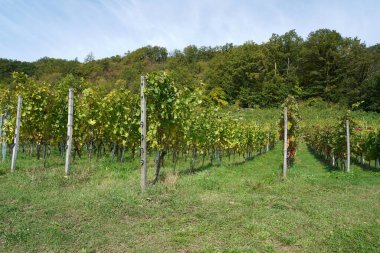 Üzümler asmaların meyve tezgahlarıdır, özellikle de soylu sarmaşıkların.