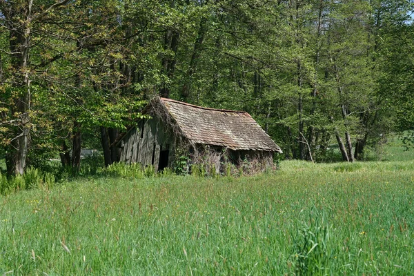 Žlutý Květ Vyfocený Domácí Zahradě Bavorsku — Stock fotografie