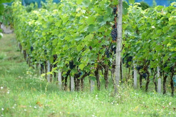 Druvor Vinrankornas Fruktbestånd Särskilt Ädla Vinstockar Fotograferade — Stockfoto