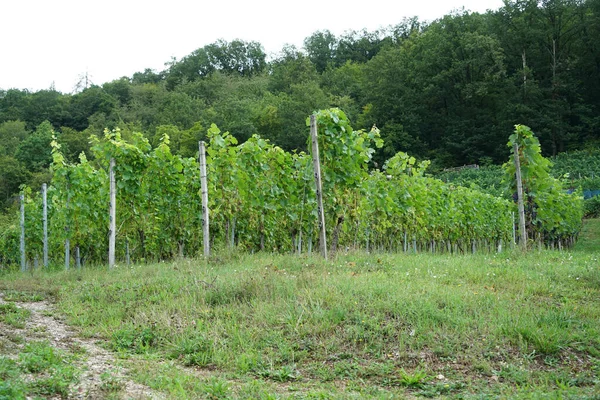 Winogrona Owocowe Stoiska Winorośli Zwłaszcza Tych Szlachetnych Winorośli Sfotografowany — Zdjęcie stockowe