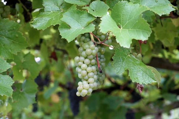 Les Raisins Sont Les Fruits Des Vignes Particulier Ceux Vigne — Photo