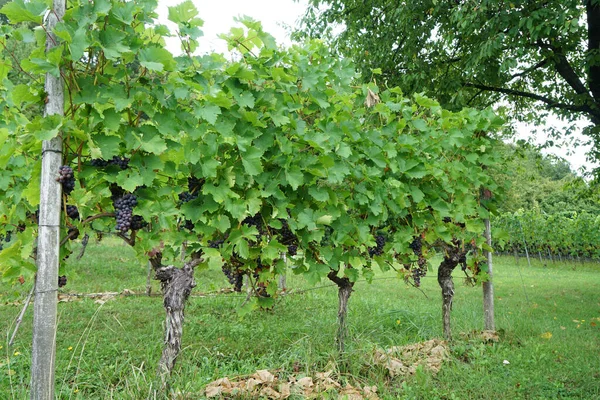 Winogrona Owocowe Stoiska Winorośli Zwłaszcza Tych Szlachetnych Winorośli Sfotografowany — Zdjęcie stockowe