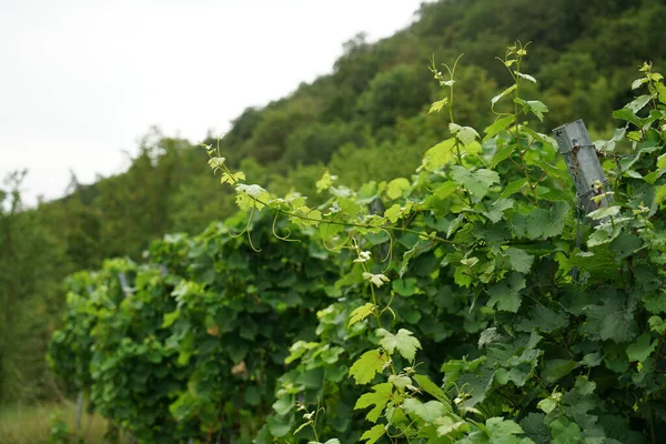 Las Uvas Son Los Puestos Frutales Las Vides Especialmente Los — Foto de Stock