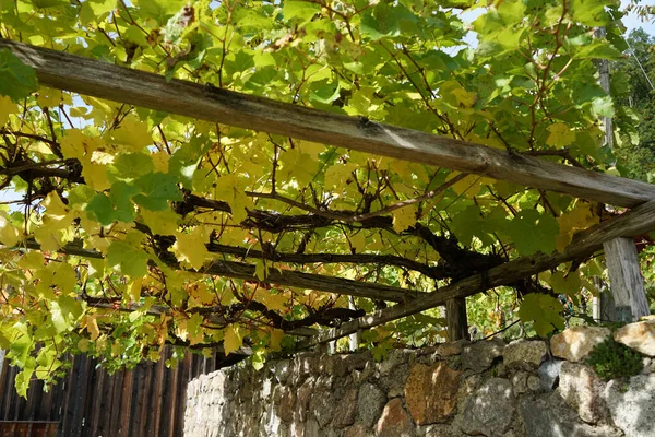 Szőlő Gyümölcs Standok Szőlő Különösen Nemes Szőlő Fényképezett — Stock Fotó