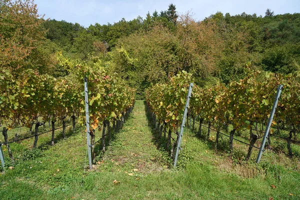 Winogrona Owocowe Stoiska Winorośli Zwłaszcza Tych Szlachetnych Winorośli Sfotografowany — Zdjęcie stockowe