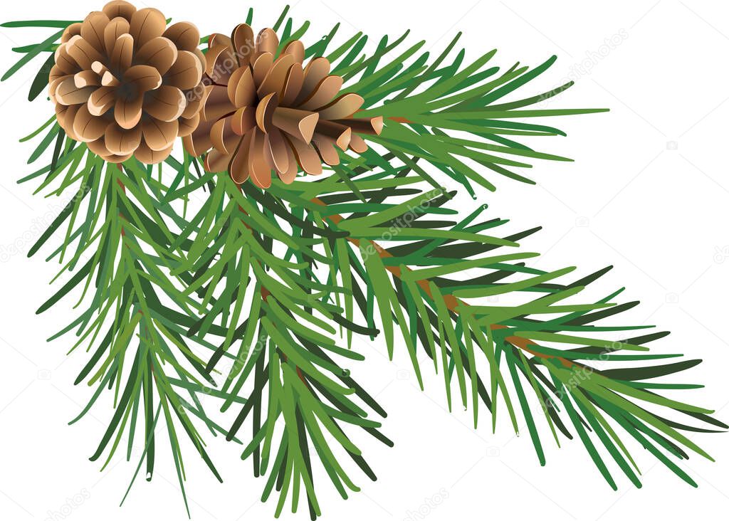 Spruce branch with cones. Vector illustration