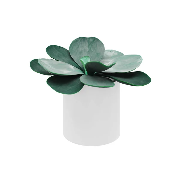 Ozdobna niebieska roślina Echeveria obsadzona biała ceramiczna Doniczka — Zdjęcie stockowe