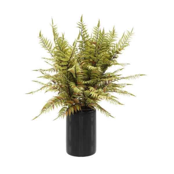 Decorative dryopteris ferns plant planted black ceramic pot — Stock Photo, Image