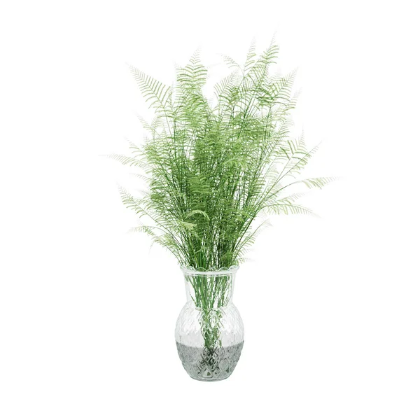 Декоративное альпинистское растение папоротника в стеклянной вазе — стоковое фото