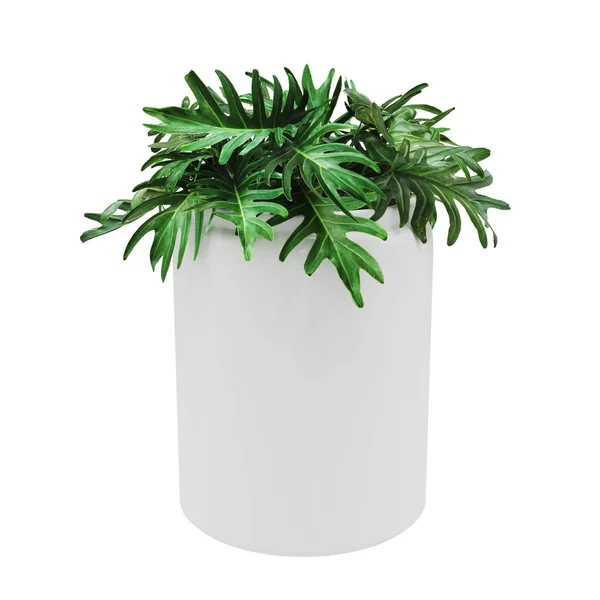 Planta Xanadu decorativa plantada vaso de cerâmica branca — Fotografia de Stock